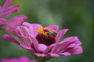 Bee on a flower closeup