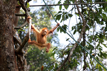 Borneo-Orang-Utan (Pongo pygmaeus) - Semenggoh Borneo Malaysia Asia