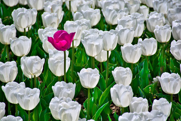 lonely fuchsia tulip in the middle of an expanse of white tulips
