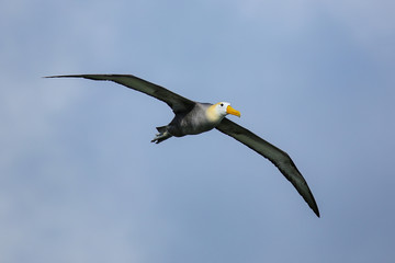 Waved albatross in flight on Espanola Island, Galapagos National park, Ecuador