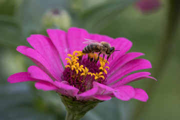 Bee on a flower closeup
