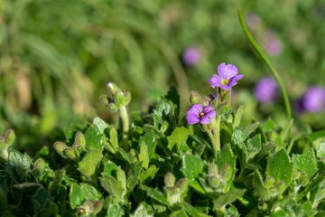Purple and blue Gilliflowers in the grass. Slovakia	