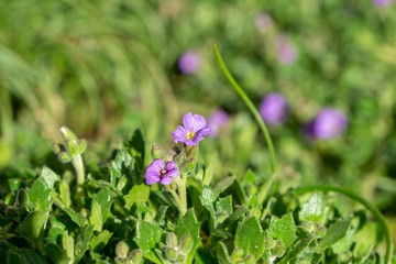 Purple and blue Gilliflowers in the grass. Slovakia	