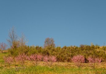 Low angle view of a hill with blossoming trees and green lawn against clear blue sky in springtime, Langhe region, Piedmont, Italy 