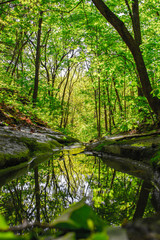 river in the forest