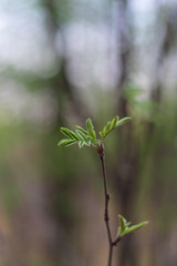 The spring. The first green leaves of mountain ash on blurred background.