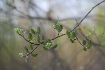 The spring. The first green leaves and earrings of willow on a blurred background.