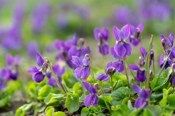 Purple and blue Gilliflowers in the grass. Slovakia	