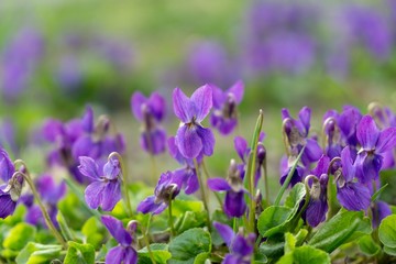 Purple and blue Gilliflowers in the grass. Slovakia	