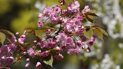 Zweig einer japanischen Zierkirsche in voller Blütenpracht
