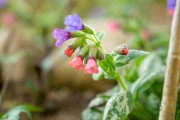 Purple and blue Gilliflowers in the grass. Slovakia	