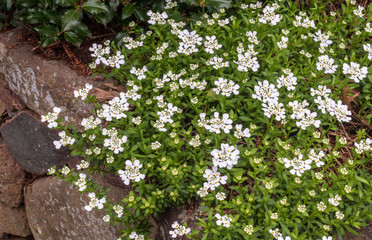 White candytuft  blooms in a rock garden