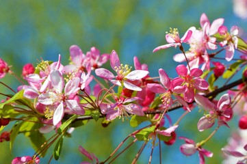 Pink Spring Blossom.