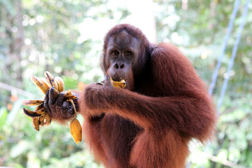 Naklejka premium Borneo-Orang-Utan (Pongo pygmaeus) - Semenggoh Borneo Malaysia Asia