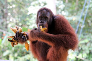 Borneo-Orang-Utan (Pongo pygmaeus) - Semenggoh Borneo Malaysia Asia