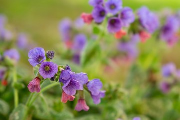 Purple and blue Gilliflowers in the grass. Slovakia	