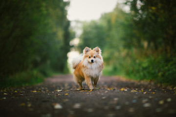 Beautiful pomeranian spitz orange color. Nice friendly dog pet on country road in the park in the autumn season.