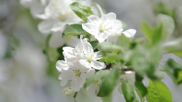Blooming branch of apple tree in spring with light wind. Blossoming apple with beautiful white flowers, selective focus.