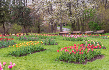 Obraz premium Tulip garden under a flower tree in Elizabeth Park