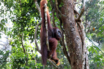 Borneo-Orang-Utan (Pongo pygmaeus) - Semenggoh Borneo Malaysia Asia