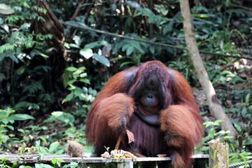 Borneo-Orang-Utan (Pongo pygmaeus) - Semenggoh Borneo Malaysia Asia