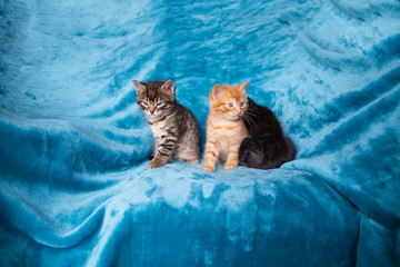 Trio de chatons