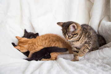 Chatons
