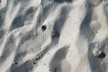 crab on sand