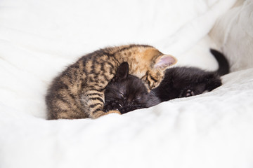 Chatons
