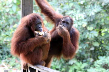 Borneo-Orang-Utan (Pongo pygmaeus) - Semenggoh Borneo Malaysia Asia