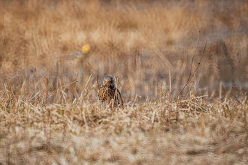 ouzel seeks food in thick grass