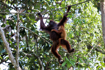 Borneo-Orang-Utan (Pongo pygmaeus) - Semenggoh Borneo Malaysia Asia