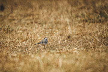 wagtail looking for food by the river