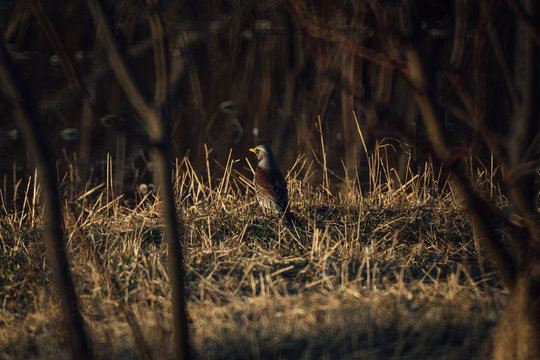 ouzel seeks food in thick grass