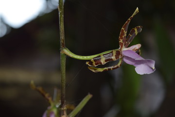 Orquídeas color púrpura y amarillo