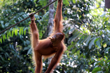 Naklejka premium Borneo-Orang-Utan (Pongo pygmaeus) - Semenggoh Borneo Malaysia Asia
