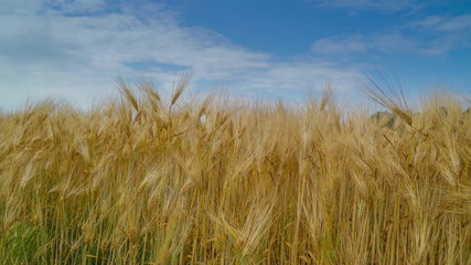19511_The_waving_brown_barley_grains_on_the_field.jpg