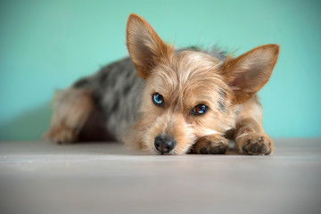 cute mix bleu merle chihuahua and yorkshire terrier puppy dog ​​with a bleu eye
