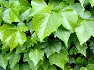 Hojas de hiedra