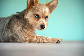 cute mix bleu merle chihuahua and yorkshire terrier puppy dog ​​with a bleu eye