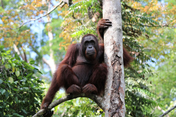 Borneo-Orang-Utan (Pongo pygmaeus) - Semenggoh Borneo Malaysia Asia