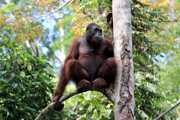 Borneo-Orang-Utan (Pongo pygmaeus) - Semenggoh Borneo Malaysia Asia