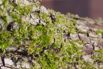 Close up an old tree bark with copyspace