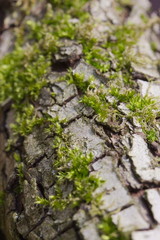 Close up an old tree bark with copyspace
