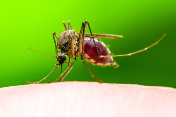 Encephalitis, Yellow Fever, Malaria Disease or Zika Virus Infected Culex Mosquito Parasite Insect Macro on Green Background