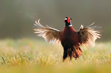Ringneck Pheasant (Phasianus colchicus)