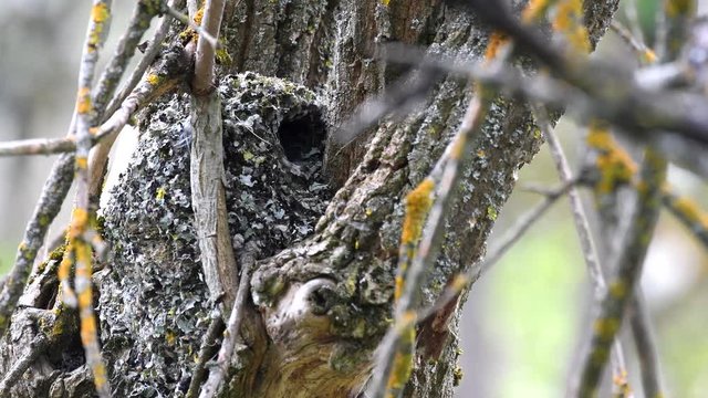 Long-tailed tit (Aegithalos caudatus) enters the nest with food