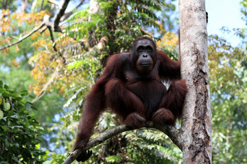 Borneo-Orang-Utan (Pongo pygmaeus) - Semenggoh Borneo Malaysia Asia