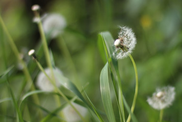 Dandelion