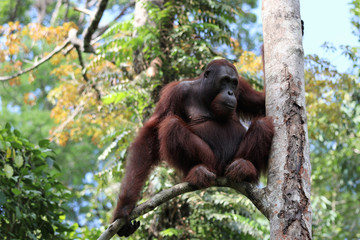 Borneo-Orang-Utan (Pongo pygmaeus) - Semenggoh Borneo Malaysia Asia